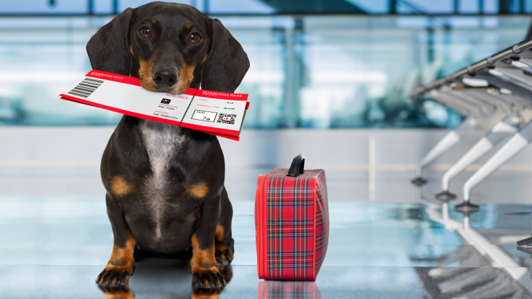 viaggiare con animali